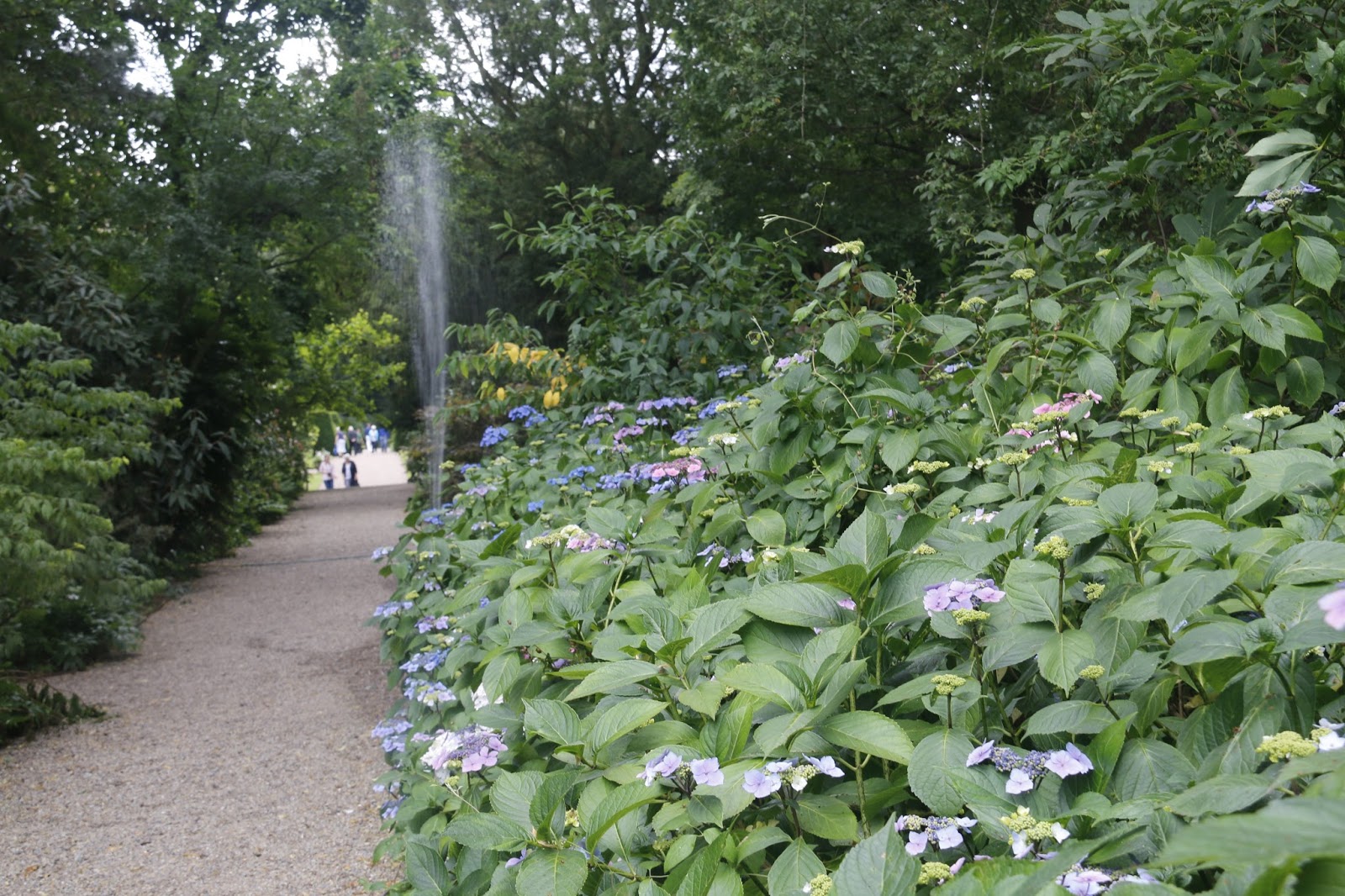 Limelight Hydrangeas In Bloom
