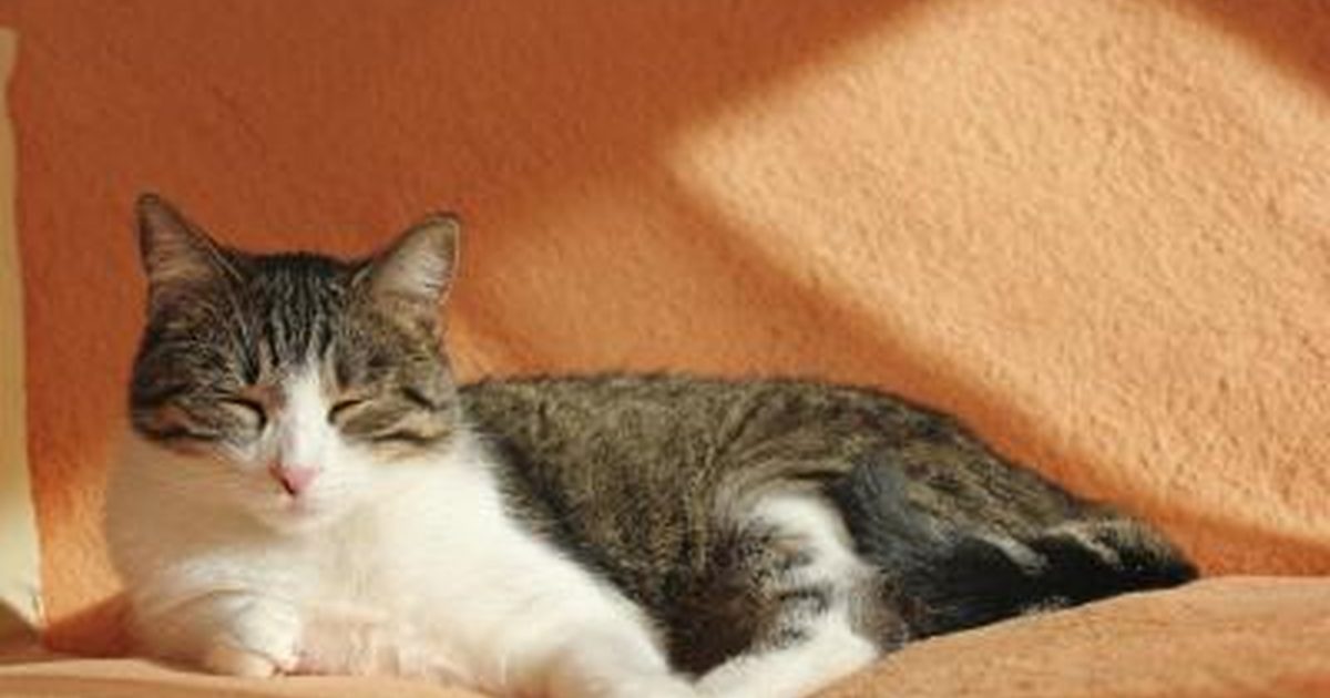 Main Causes Cats Get Fever and Malaise in Cats Pets Lover Blog