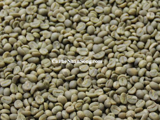 Cà phê nhân sống robusta chế biến ướt