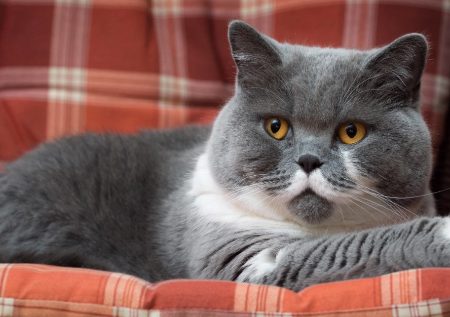 Merawat Kucing British Short Hair Ini Yang Perlu Kamu Pahami Ruberuky Merawat Kucing British Short Hair Ini Yang Perlu Kamu Pahami Ruberuky