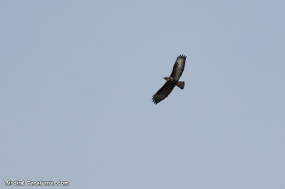 Aligot comú (Buteo buteo)