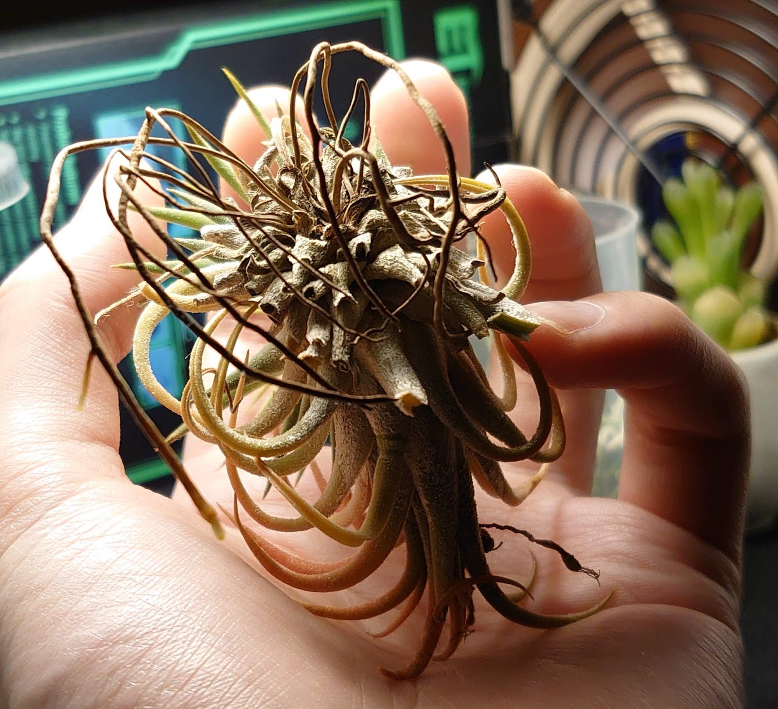 あすきん エアプランツは枯れ葉を取り除かないといけないんだな