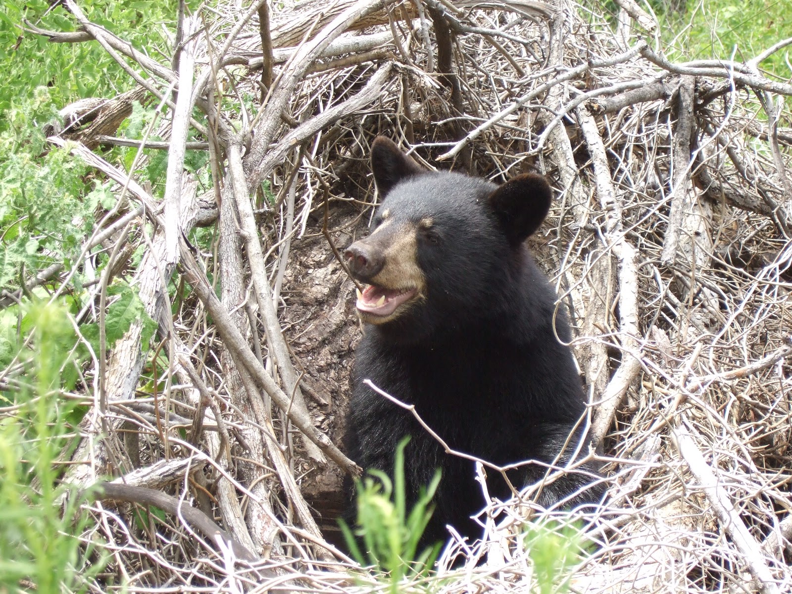 IEAS News: The Truth About Bears: "Hibernation"