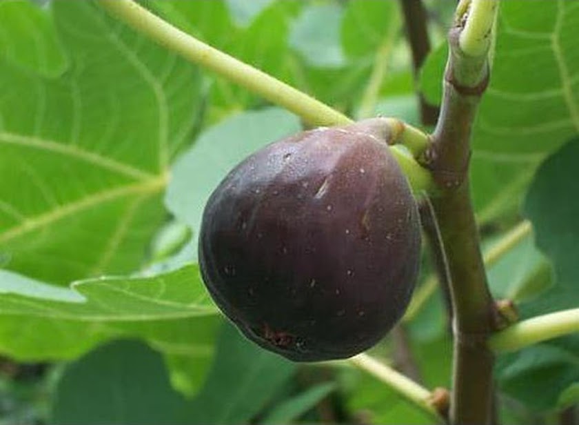 stok ready Bibit Tanaman Buah Tin Ungu buah ara ungu terlaris Nusa Tenggara Timur