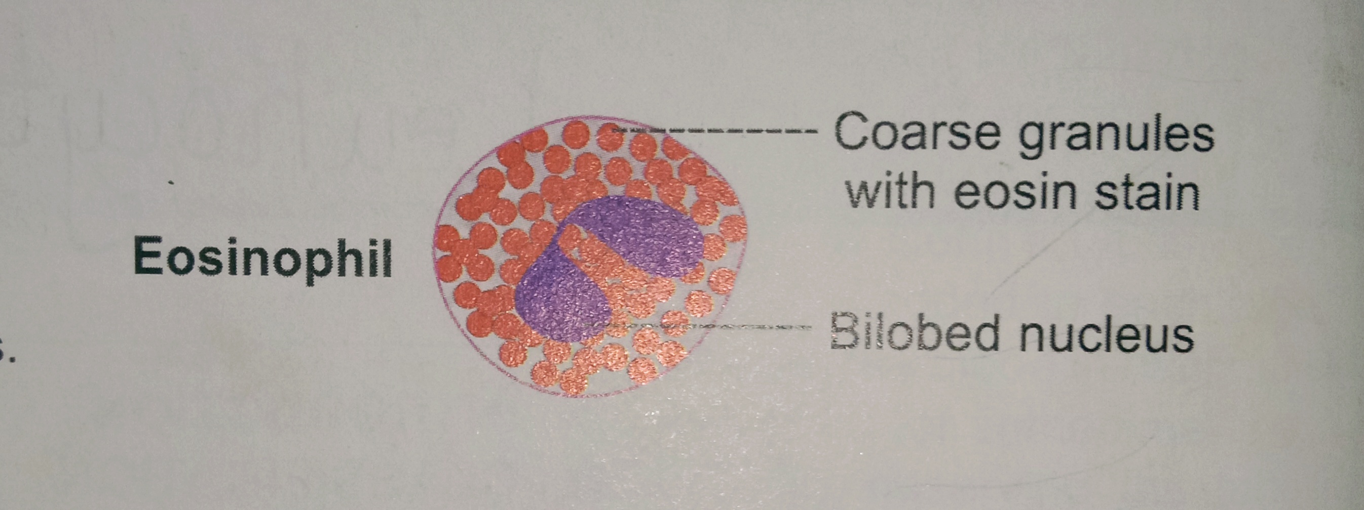 ABSOLUTE EOSINOPHIL COUNT.