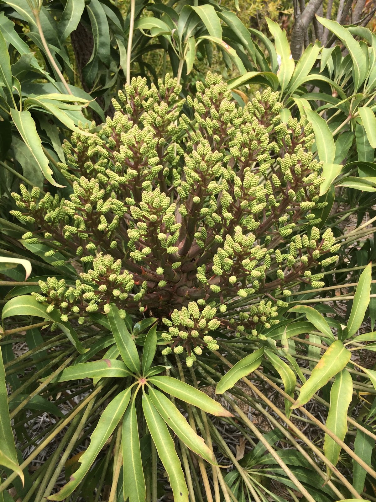 Trees of Santa Cruz County Cussonia paniculata sinuata