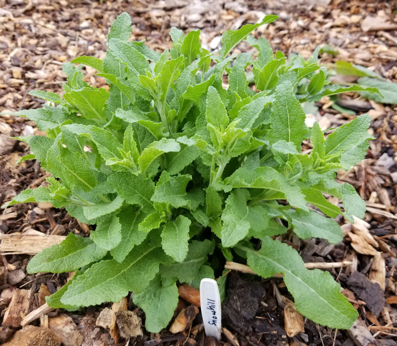 Future Plants By Randy Stewart Caragana