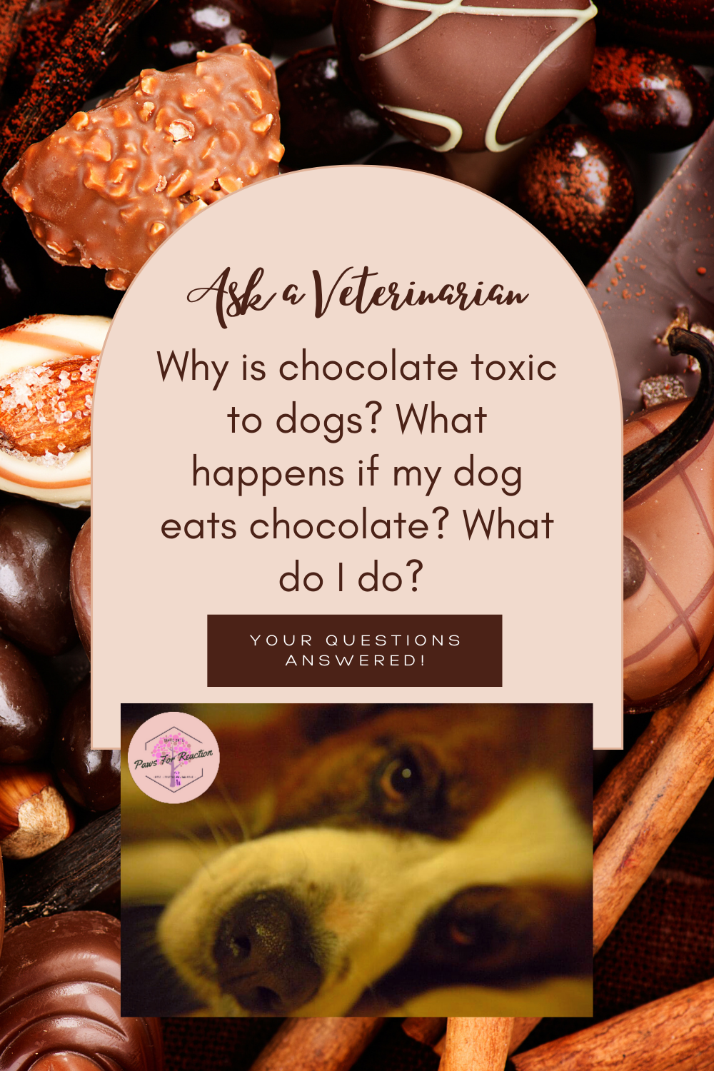 Ask a veterinarian Everything you need to know about chocolate