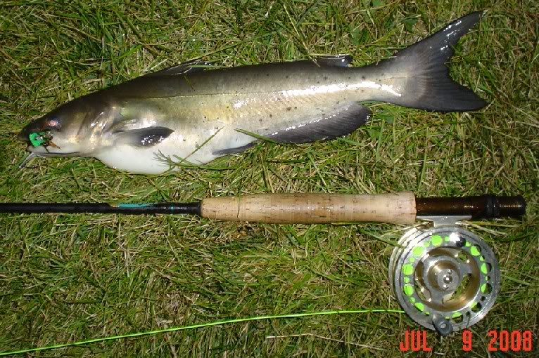 FishnDave FlyFishing for Catfish