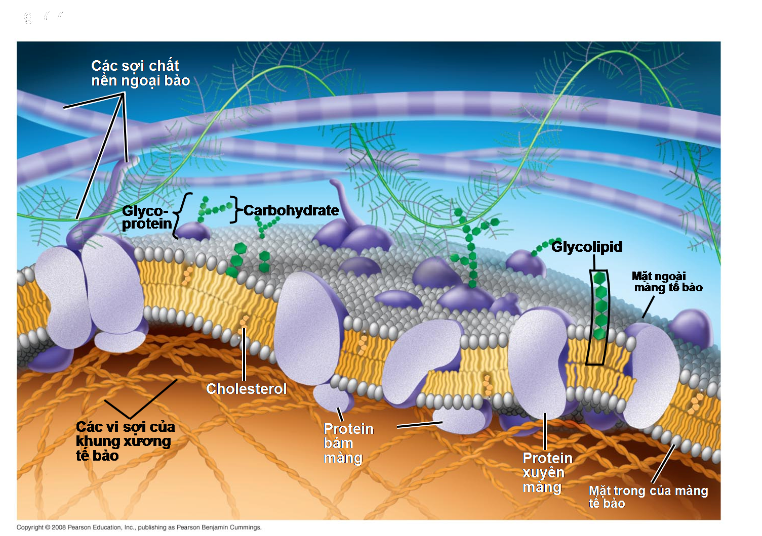 Trần Mạnh Hùng: CHUYÊN ĐỀ 4 (TIẾP THEO): CẤU TRÚC TẾ BÀO NHÂN THỰC