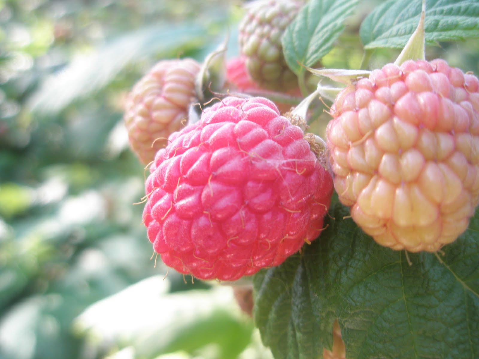 It's Raspberry Season