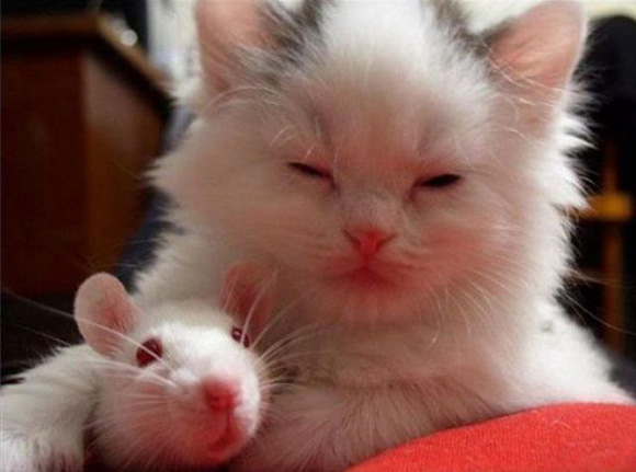 Imagens de amor entre gato e rato