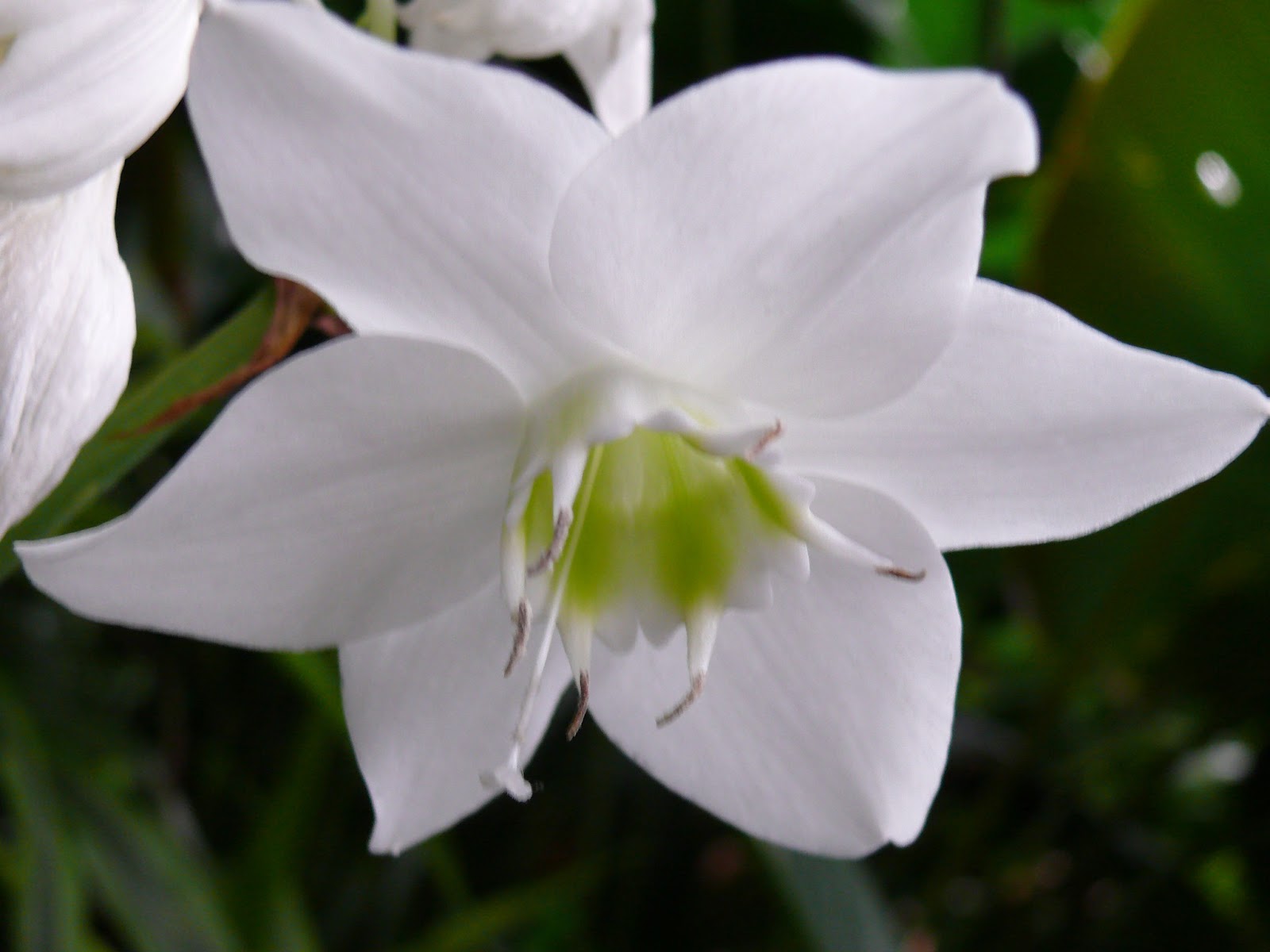 Amazon Lily Flowers