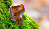 Jew's Ear Fungus A fungus shaped like a human ear growing on moss covered wood