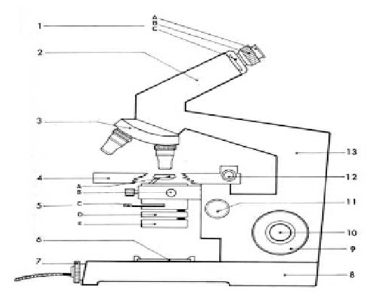 View Gambar Sketsa Mikroskop Binokuler Dan Bagiannya Pictures