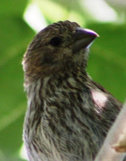 Photograph of mysterious brown bird in neighbor's tree.