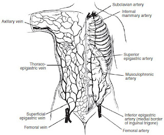 Arteries of the anterior abdominal wall