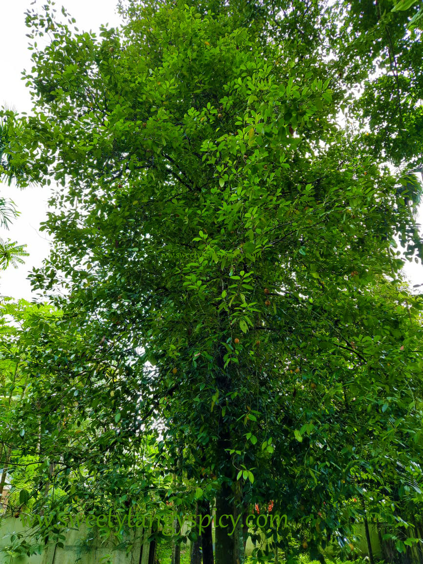 Nutmeg Plant Cultivation And Harvesting
