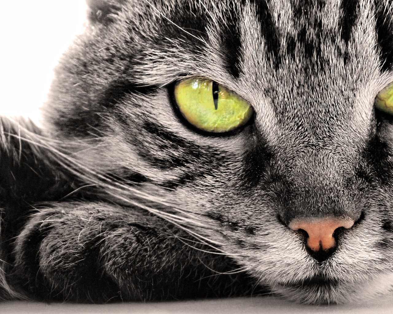 https://1.bp.blogspot.com/-c-tepJMHeBM/TlRNQ9DI1TI/AAAAAAAAAMk/dGa6Lhbaxm0/s1600/wallpaper-921744_cats-funny-sweets.jpg