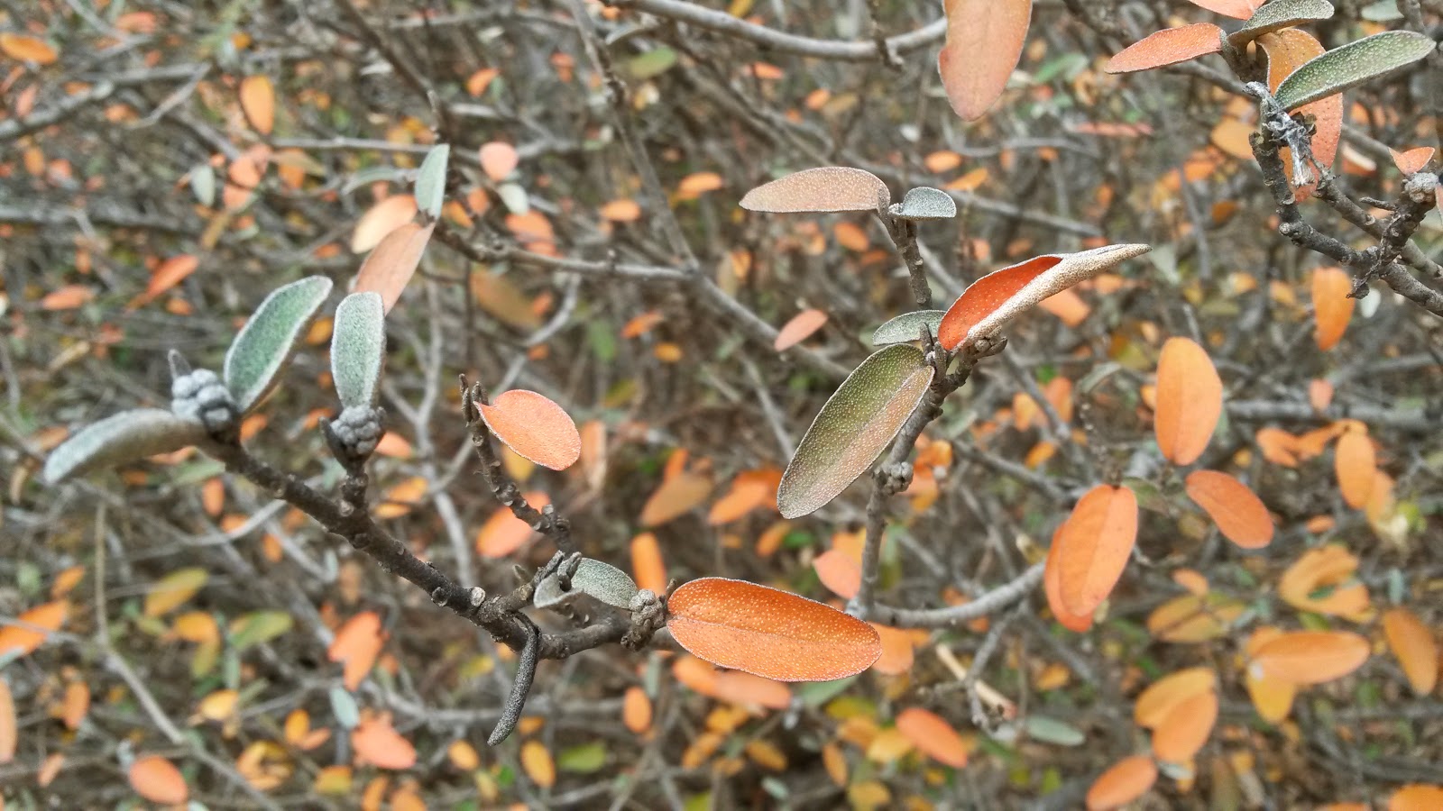 Nature Photography and Facts January 2015