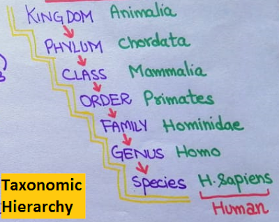 Human-taxonomic-hierarchy