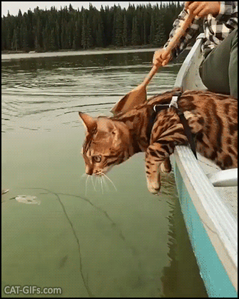 Amazing Cat GIF • Beautiful Bengal Cat boating like humans looking for some fish. He loves water. Amazing Cat GIF • Beautiful Bengal Cat boating like humans looking for some fish. He loves water.