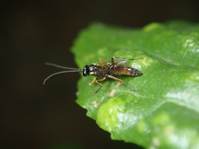 Campopleginae Campopleginae