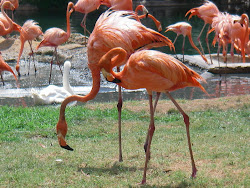 bird birds funny neck florida beak angry