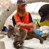 Abren hospital improvisado para salvar a koalas quemados