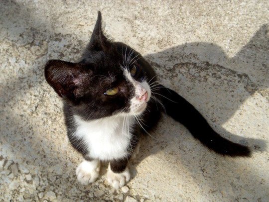 Street cat of Dubrovnik Croatia