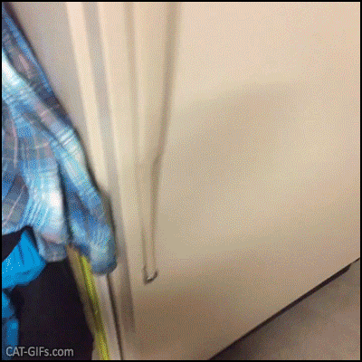 Funny Cat GIF • 2 Kittens hiding in a closed refrigerator. They are cute frozen and...clumsy! Funny Cat GIF • 2 Kittens hiding in a closed refrigerator. They are cute frozen and...clumsy!