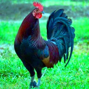 gallo de pelea