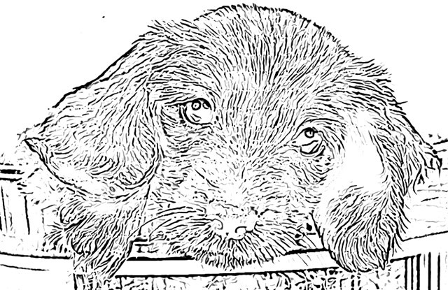 Dog coloring pages holiday.filminspector.com