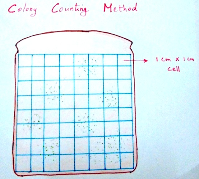 Best Bread Mold Experiment for Science Fair Projects for 8th Grade