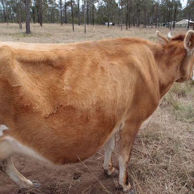 eight acres: managing house cow body condition