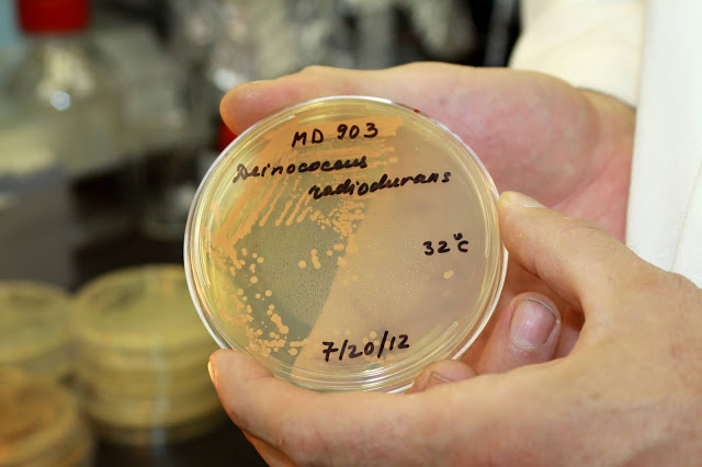 A petri dish containing Deinococcus radiodurans