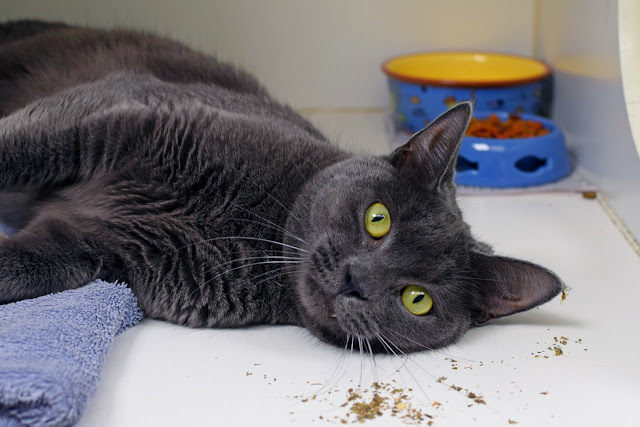 Oh, and Shadow kind of likes catnip, too. :)