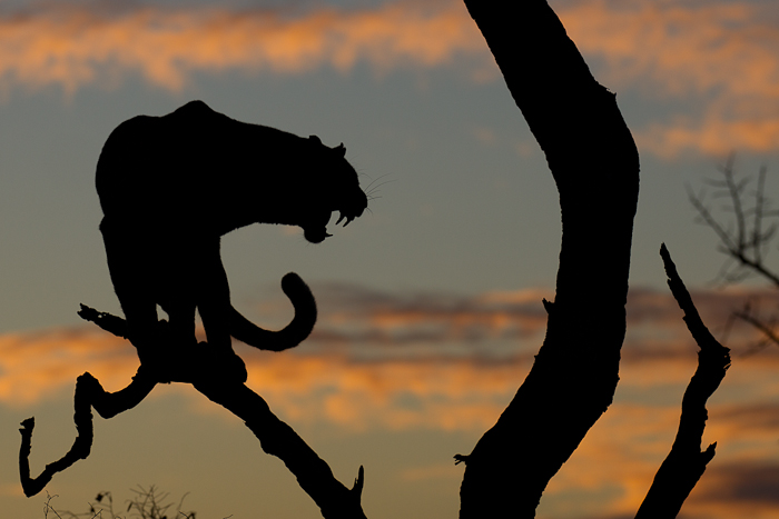 Wild4 African Photographic Safaris: WILD4 Best of Kruger Plus BIG CATS ...