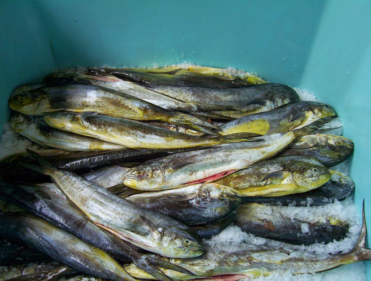 Piel de Pescado Cuero de Mahi mahi Piel de pescado