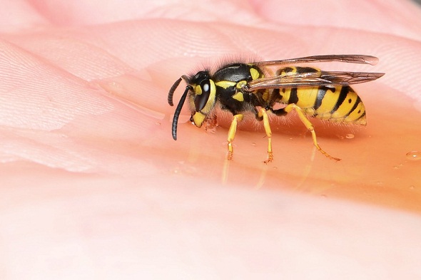 wasp-دبور