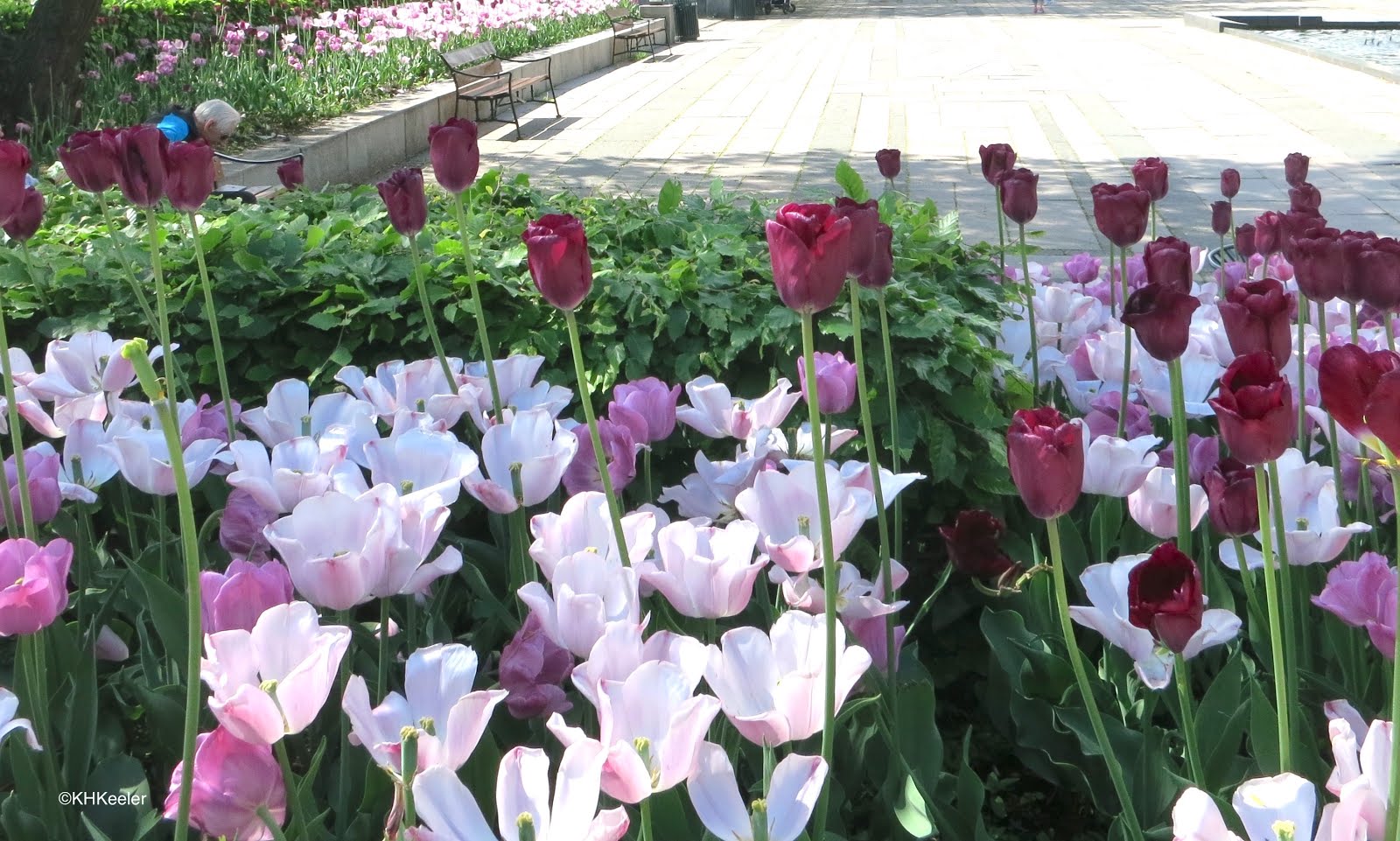 Tulips and the Tulip Bubbles Patriots