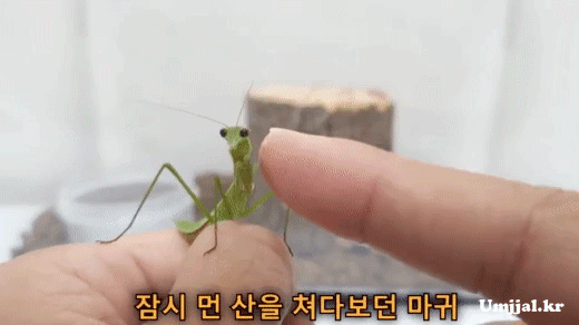 Umjjal_kr_005.gif