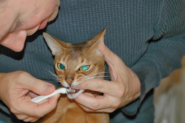 Brushing your pet's teeth is good for them!