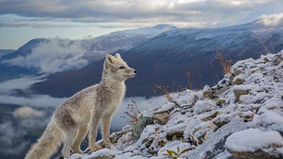 #8.2898, Little, White, Wolf, 4K Wallpaper