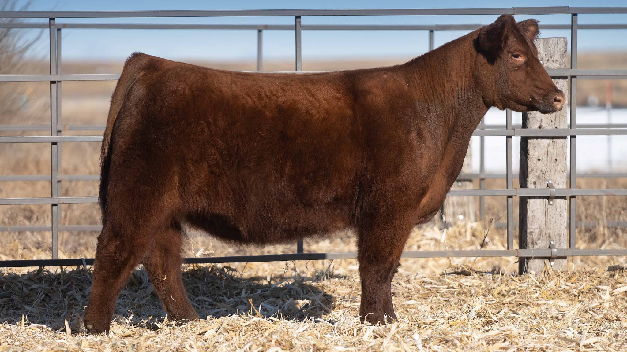 RCC Blog Thompson Show Steers Female Sale