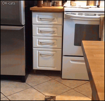 Funny Cat GIF • Hungry flexible cat chasing food everywhere even into tiny spaces, haha Funny Cat GIF • Hungry flexible cat chasing food everywhere even into tiny spaces, haha