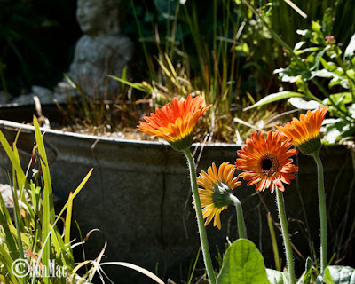 spring-flowers