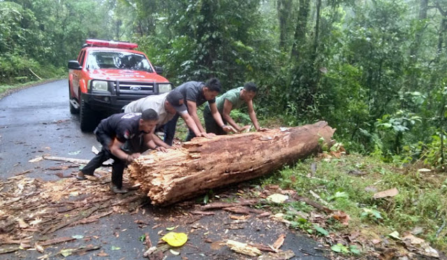 Pohon Besar Roboh Menutup Jalan Tim Reaksi saat evakuadi pohon roboh