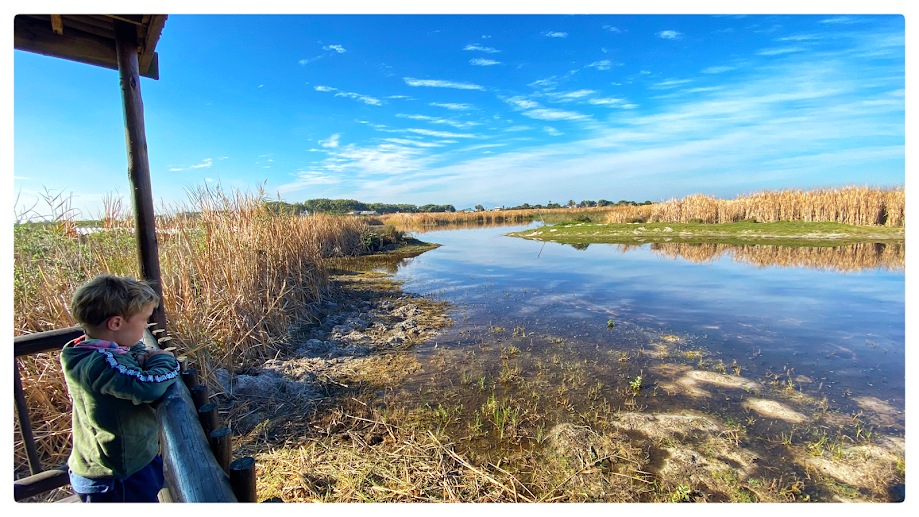 Rondervlei Bird Sanctuary, Knob-Billed Duck, Birds, Picture Perfect, Bird Hides, Rondervlei Bird Sanctuary, Knob-Billed Duck, Birds, Picture Perfect, Bird Hides,