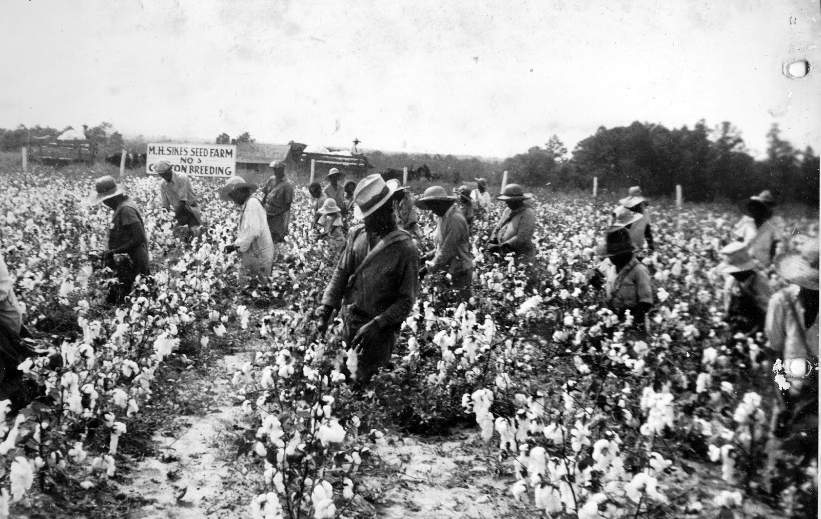 COTTON PICKING TIME